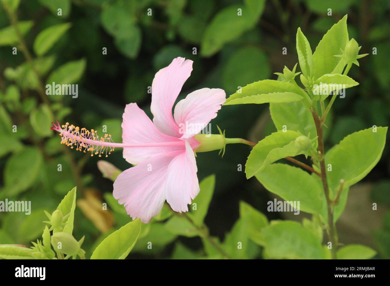 pink colored shoeblackplant flower on garden for harvest are cash crops Stock Photo