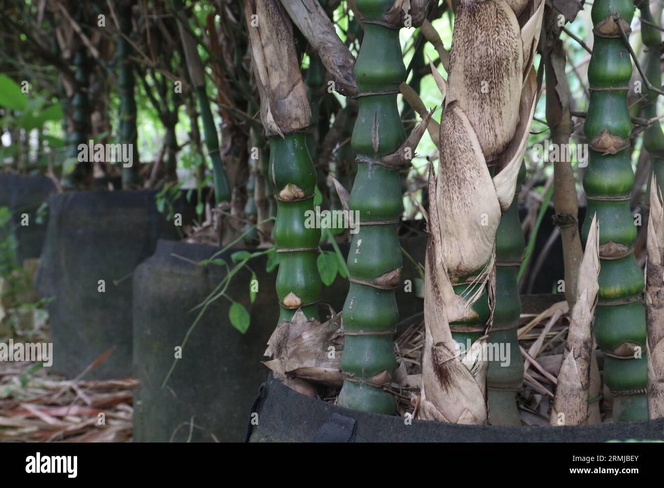 Buddha bamboo (Bambusa ventricosa) also called belly bamboo on farm for sell are cash crops Stock Photo