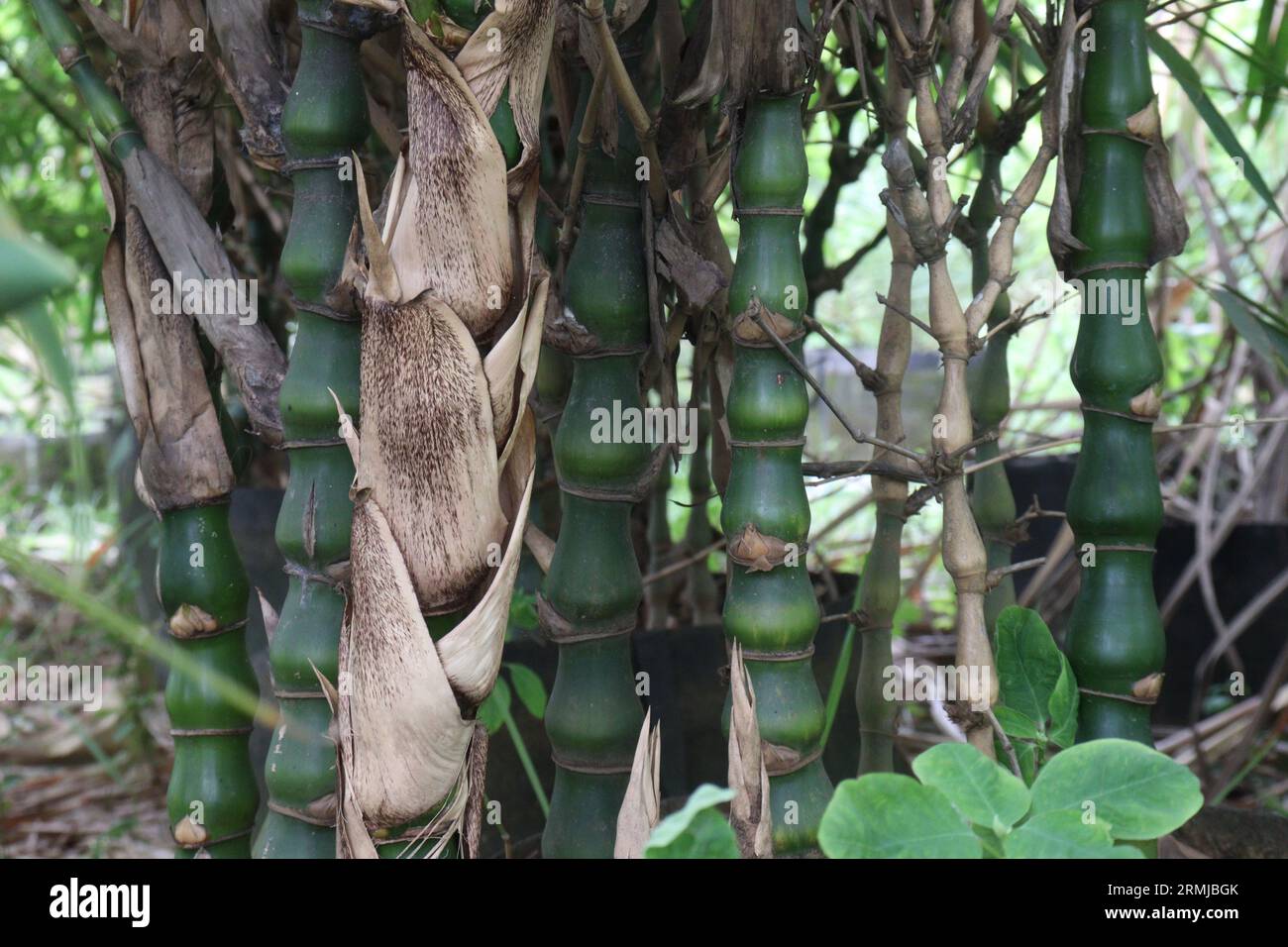 Buddha bamboo (Bambusa ventricosa) also called belly bamboo on farm for sell are cash crops Stock Photo