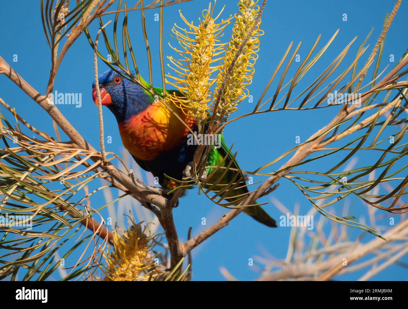 A colourful Rainbow Lorikeet, Trichoglossus moluccanus, feeding on a banksia tree flower in outback norther Queensland, Australia Stock Photo