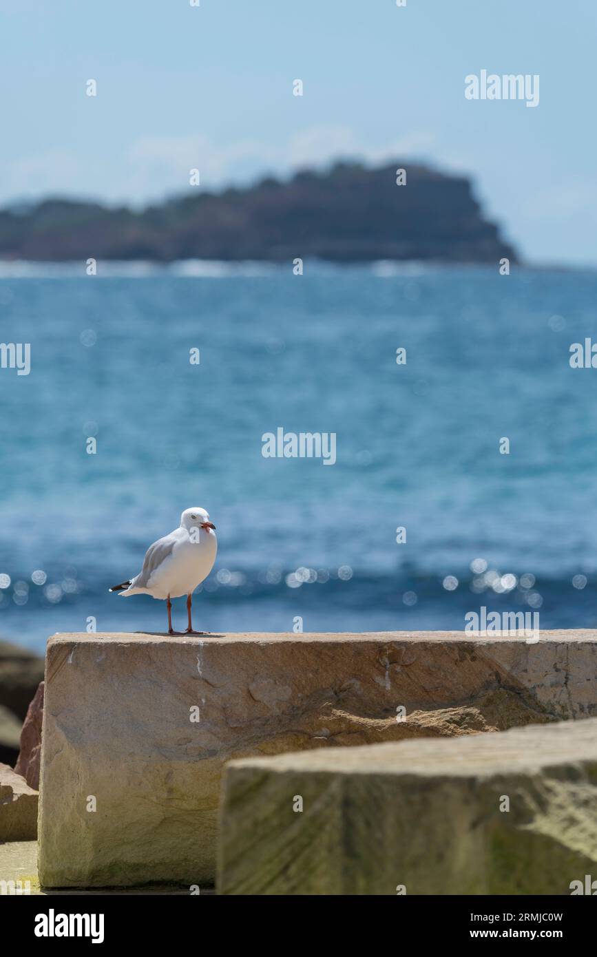 A seagull (Silver Gull) stands on a large block of cut sandstone provided as seating at Avoca Beach on the Central Coast of New South Wales, Australia Stock Photo