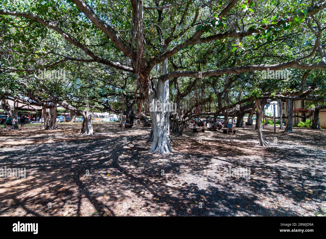 Banyan tree in Lahaina Banyan Court Park Maui Hawaii Stock Photo Alamy Banyan tree in Lahaina Banyan Court Park Maui Hawaii Stock Photo Alamy