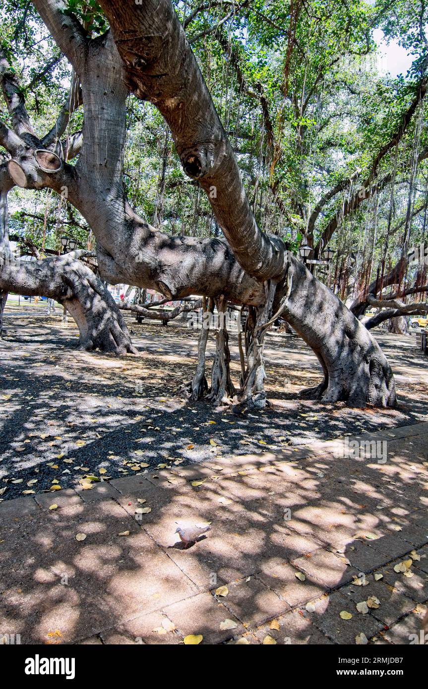 Banyan tree in Lahaina Banyan Court Park Maui Hawaii Stock Photo Alamy Banyan tree in Lahaina Banyan Court Park Maui Hawaii Stock Photo Alamy