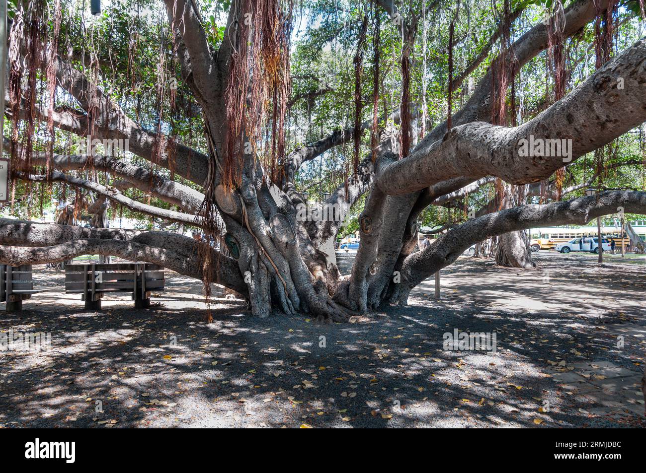 Banyan tree in Lahaina Banyan Court Park Maui Hawaii Stock Photo Alamy Banyan tree in Lahaina Banyan Court Park Maui Hawaii Stock Photo Alamy