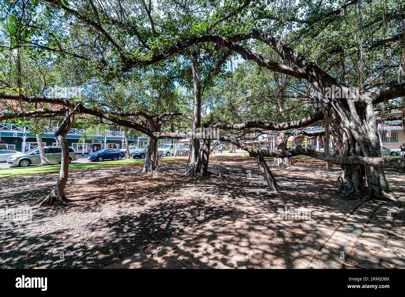 Banyan tree in Lahaina Banyan Court Park Maui Hawaii Stock Photo Alamy Banyan tree in Lahaina Banyan Court Park Maui Hawaii Stock Photo Alamy