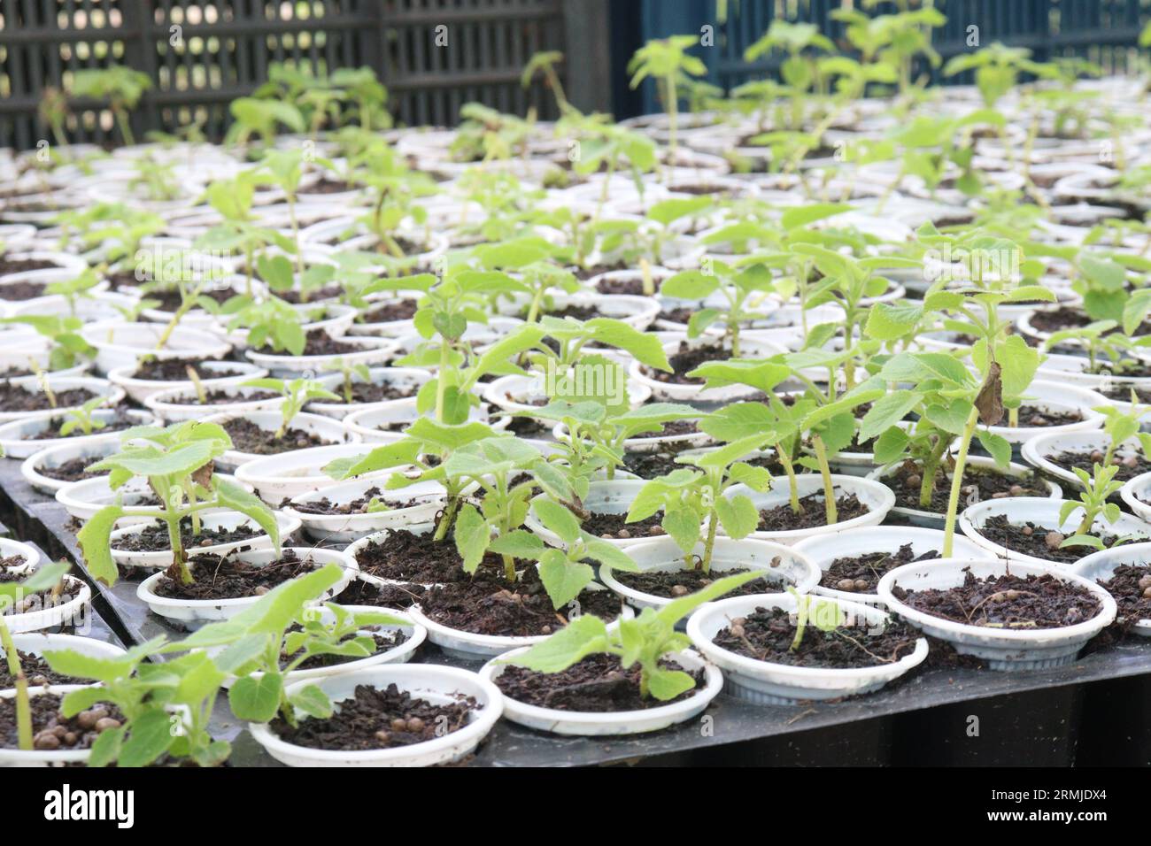 Paulownia elongata plant on farm for sell are cash crops Stock Photo