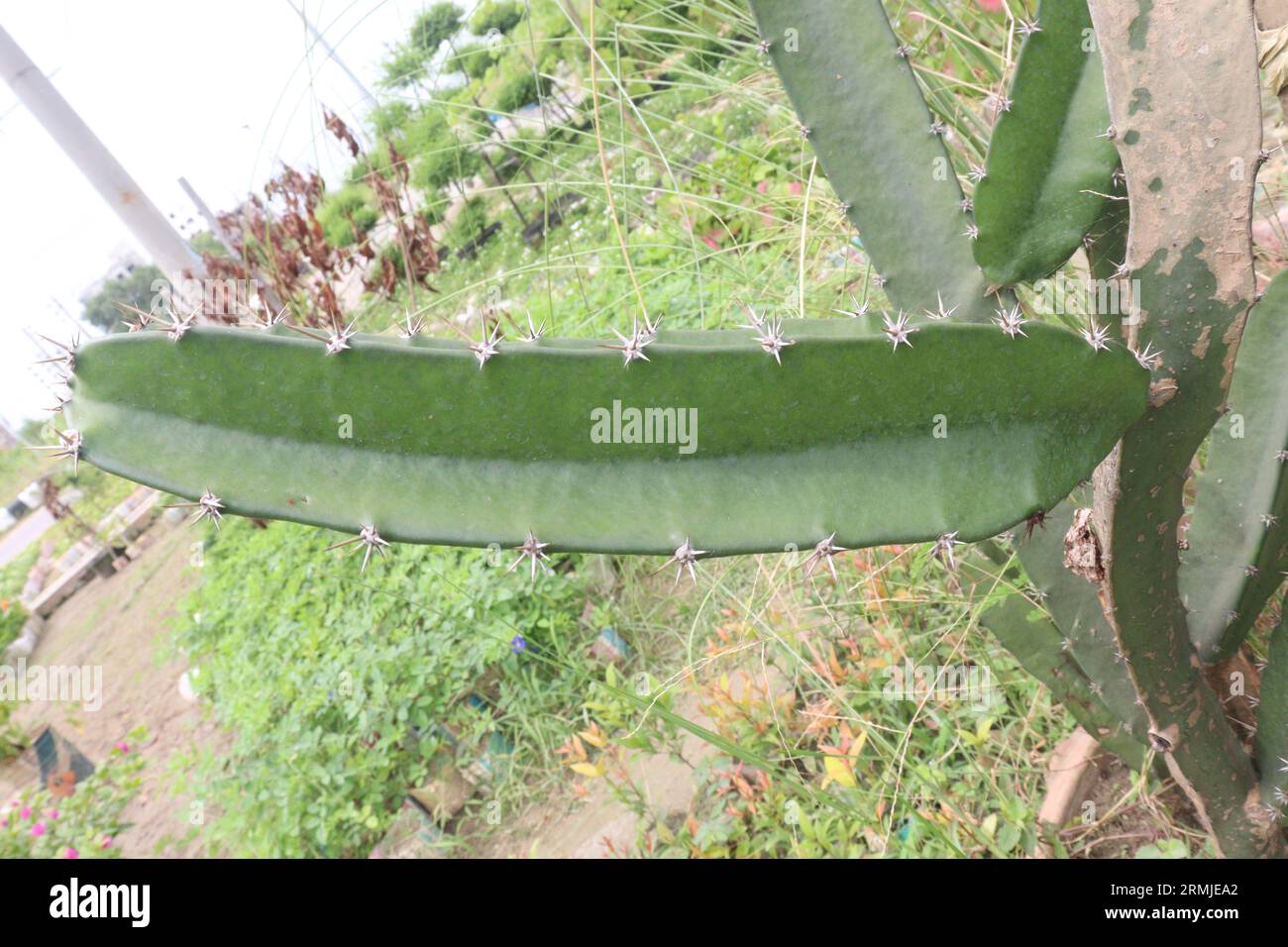 dragon fruit, is the fruit of several different cactus species