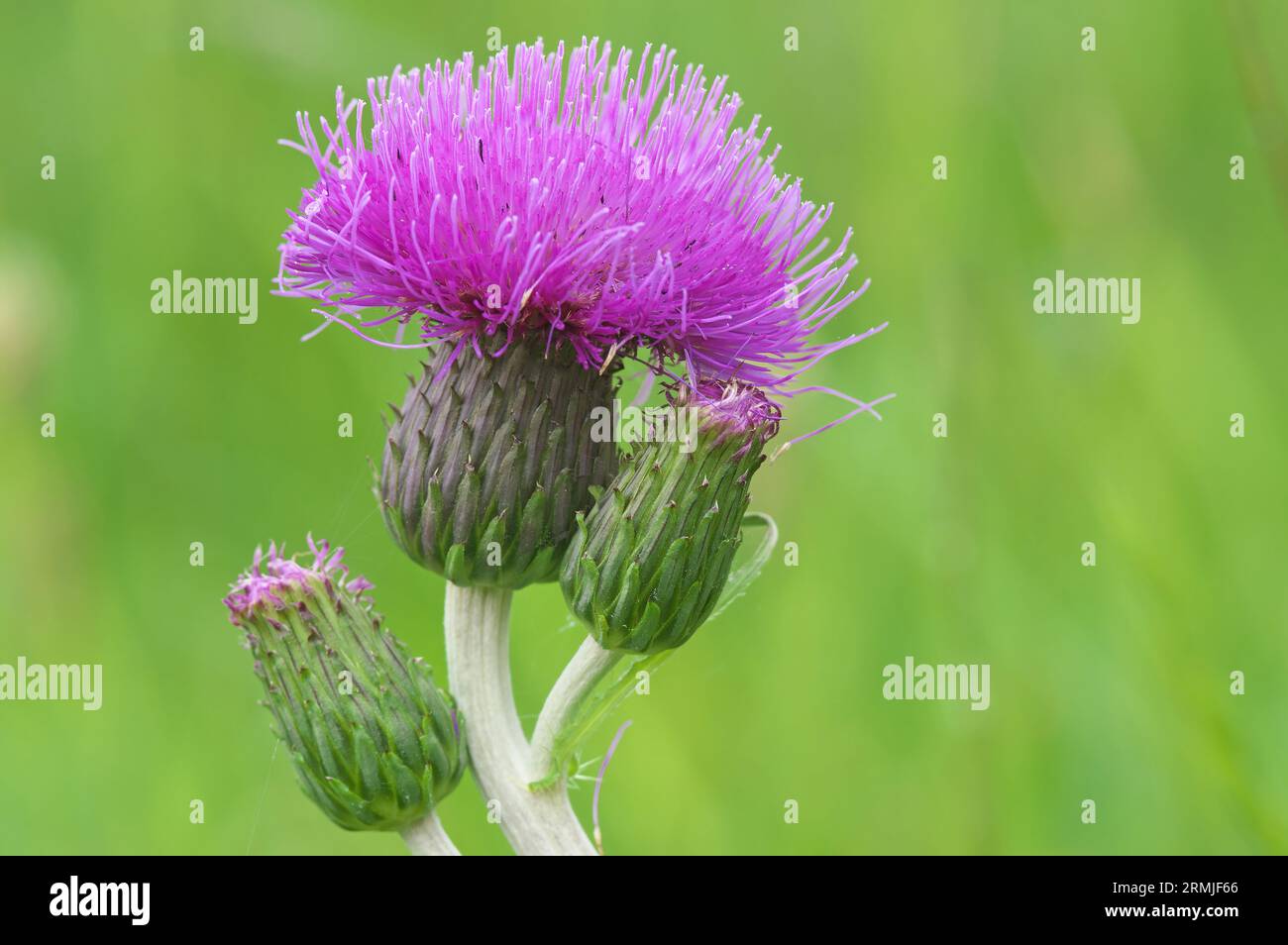 The melancholy thistle forms up to three flowers. Its leaves are green on top and white below.  Cirsium heterophyllum ( or : C. helenioides) Alps, Tyr Stock Photo