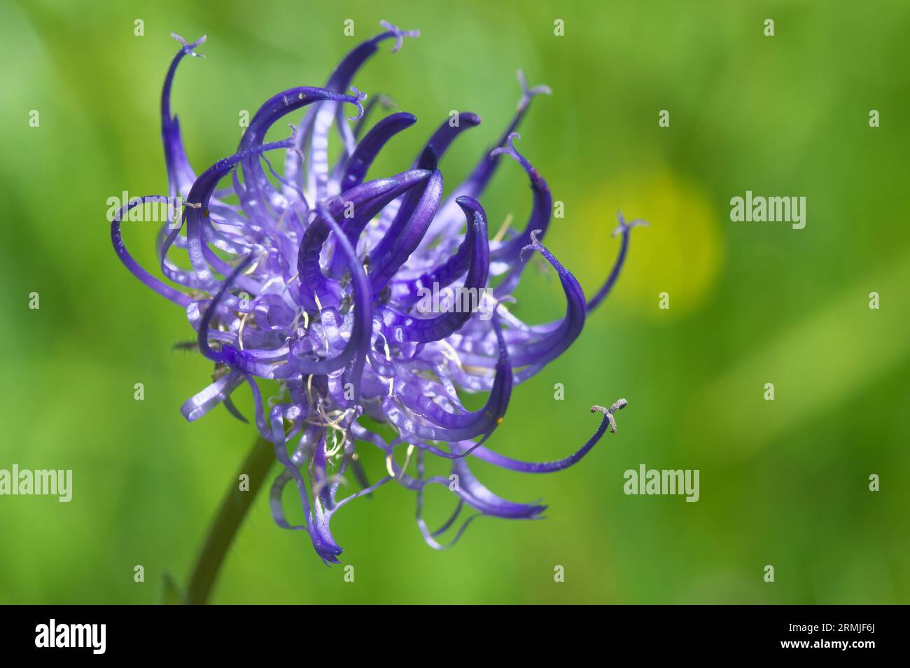 Endangered Phyteuma orbiculare, a species of rampion, grows in the Alps up to 2500 meters. Red listed grade 3.  Alps, Tyrol. Austria Stock Photo