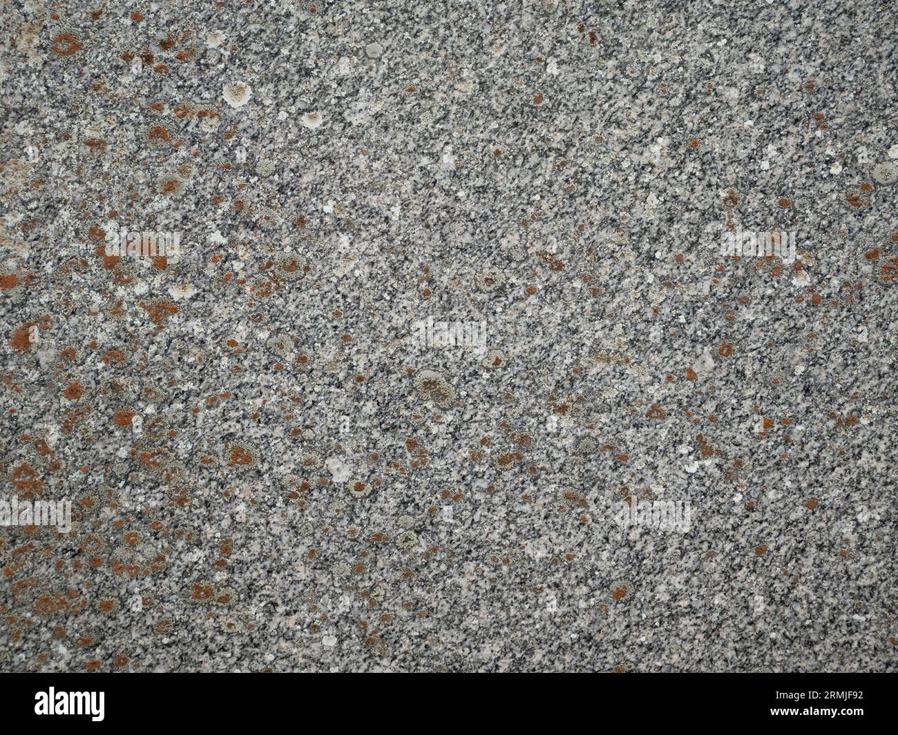 horizontal grey granite stone slab background with orange lichen. Stock Photo