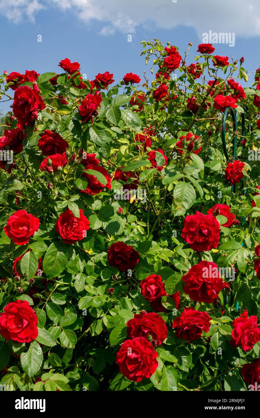 Bush of red climbing roses blooms in a sunny summer garden. Stock Photo