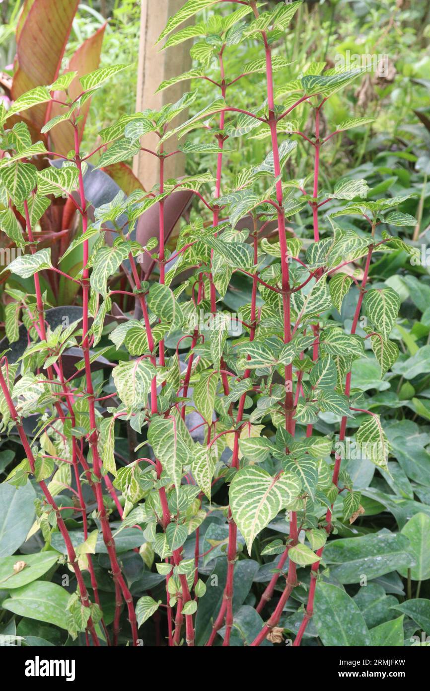 Yellow Painted Bloodleaf also called Iresine herbstii plant on farm for sell are cash crops Stock Photo