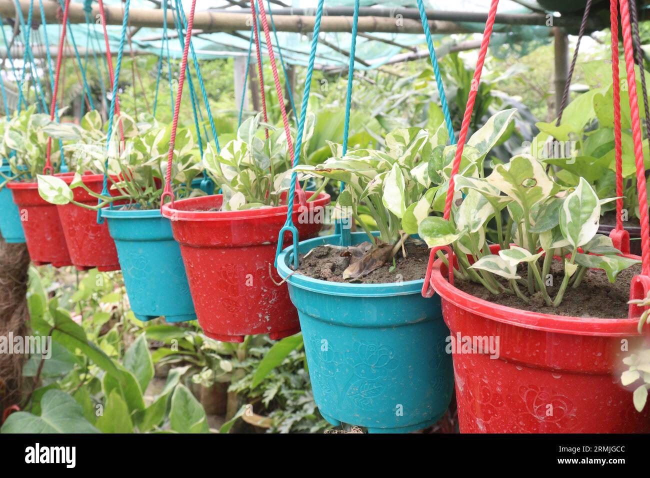 Devil's ivy leaf plant on hanging pot in farm for sell are cash crops