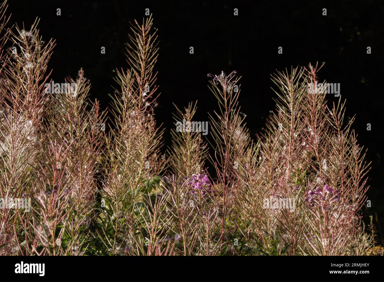 massif d'épilobes à feuilles étroites dans le jura suisse (Epilobium angustifolium) (Rosebay willow herb) Stock Photo