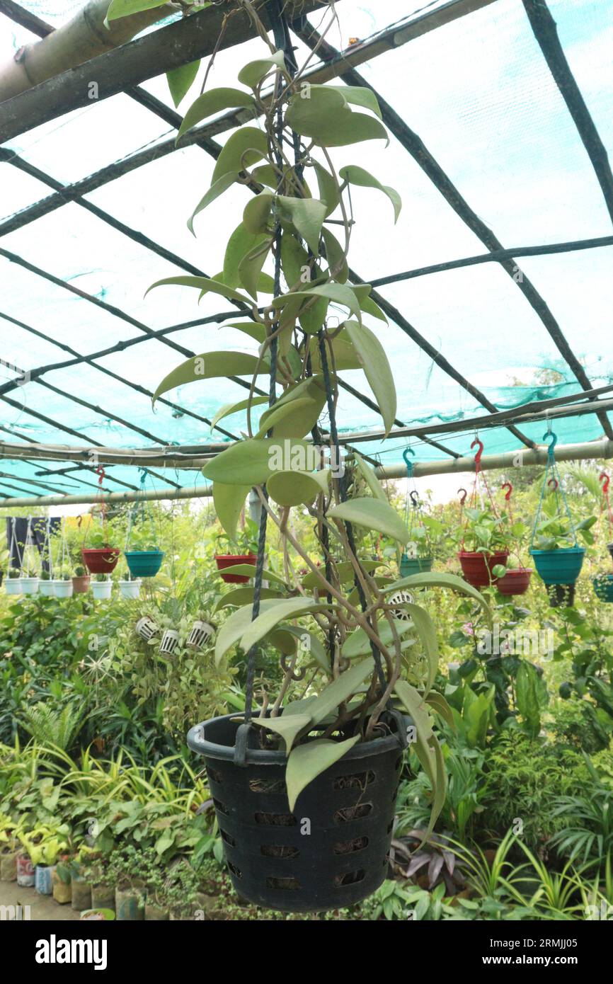 Hoya carnosa tree on hanging pot in farm for sell are cash crops Stock Photo