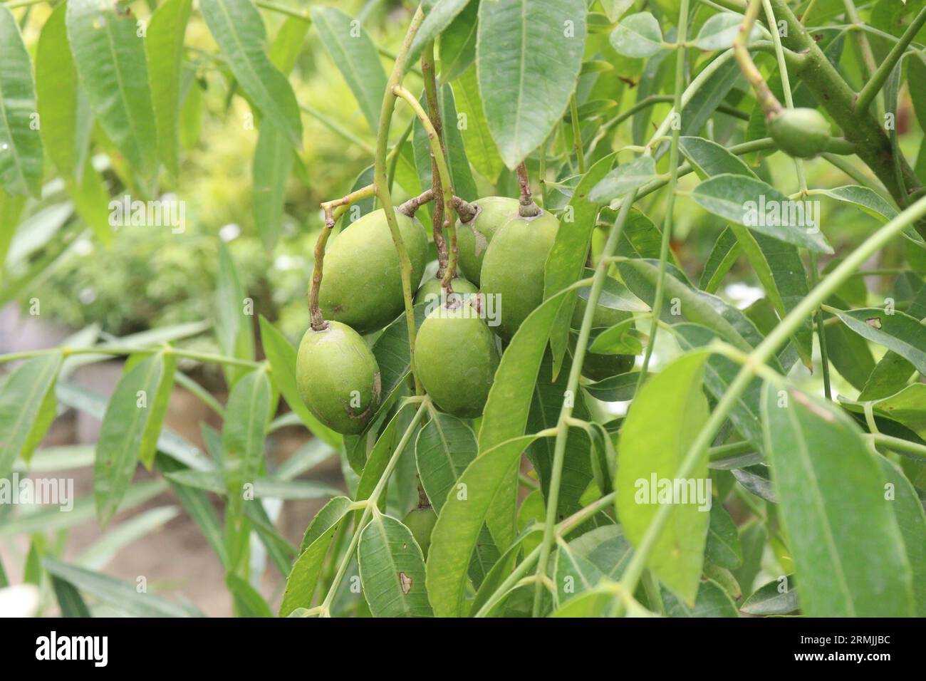 Spondias dulcis fruit with tree on farm for cultivate also called Ambarella fruit, golden apples, jew plums,are sweet and spicy and crispy tropical fr Stock Photo