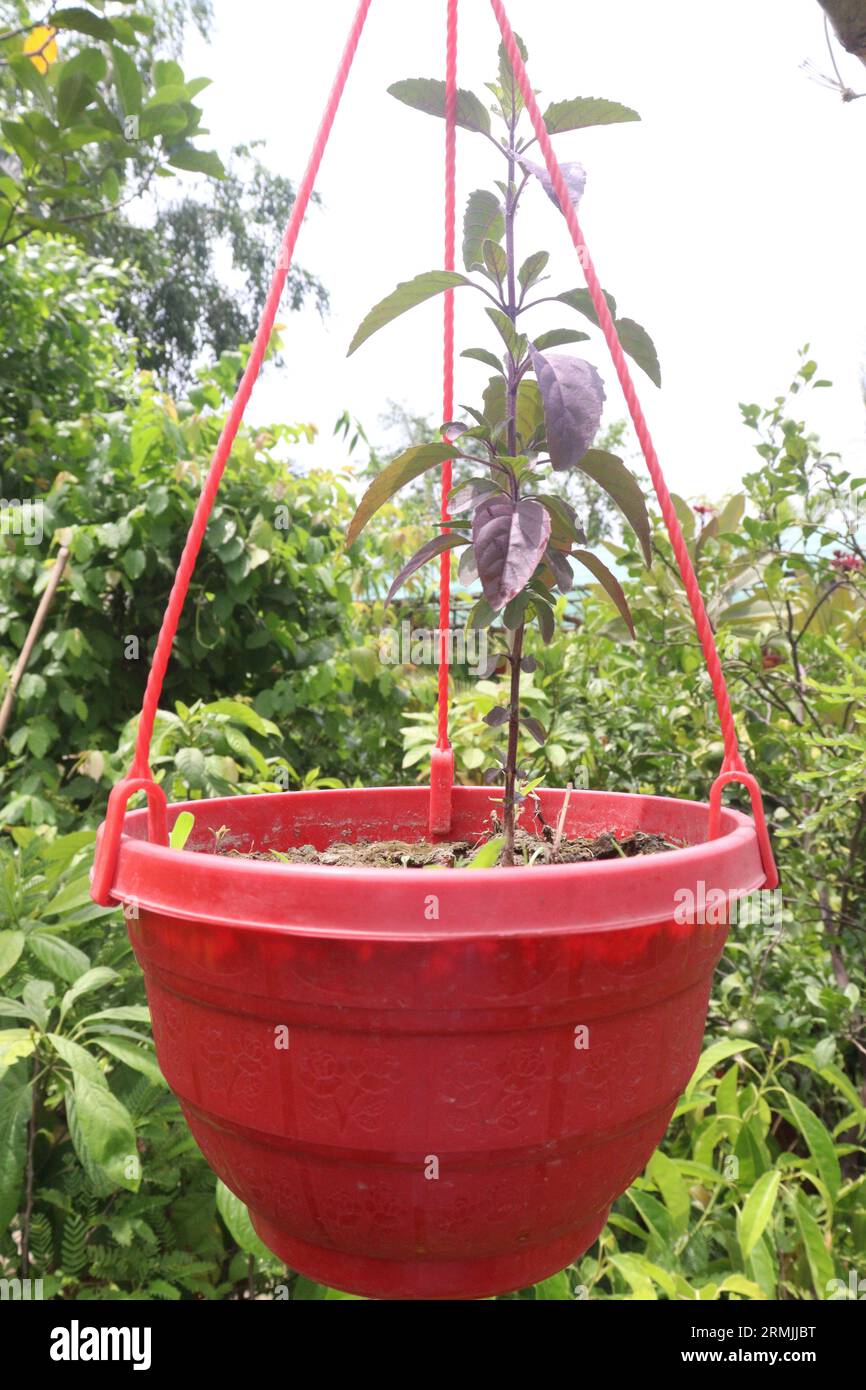 holy basil to tackle stress, anxiety, and relaxing from inflammation