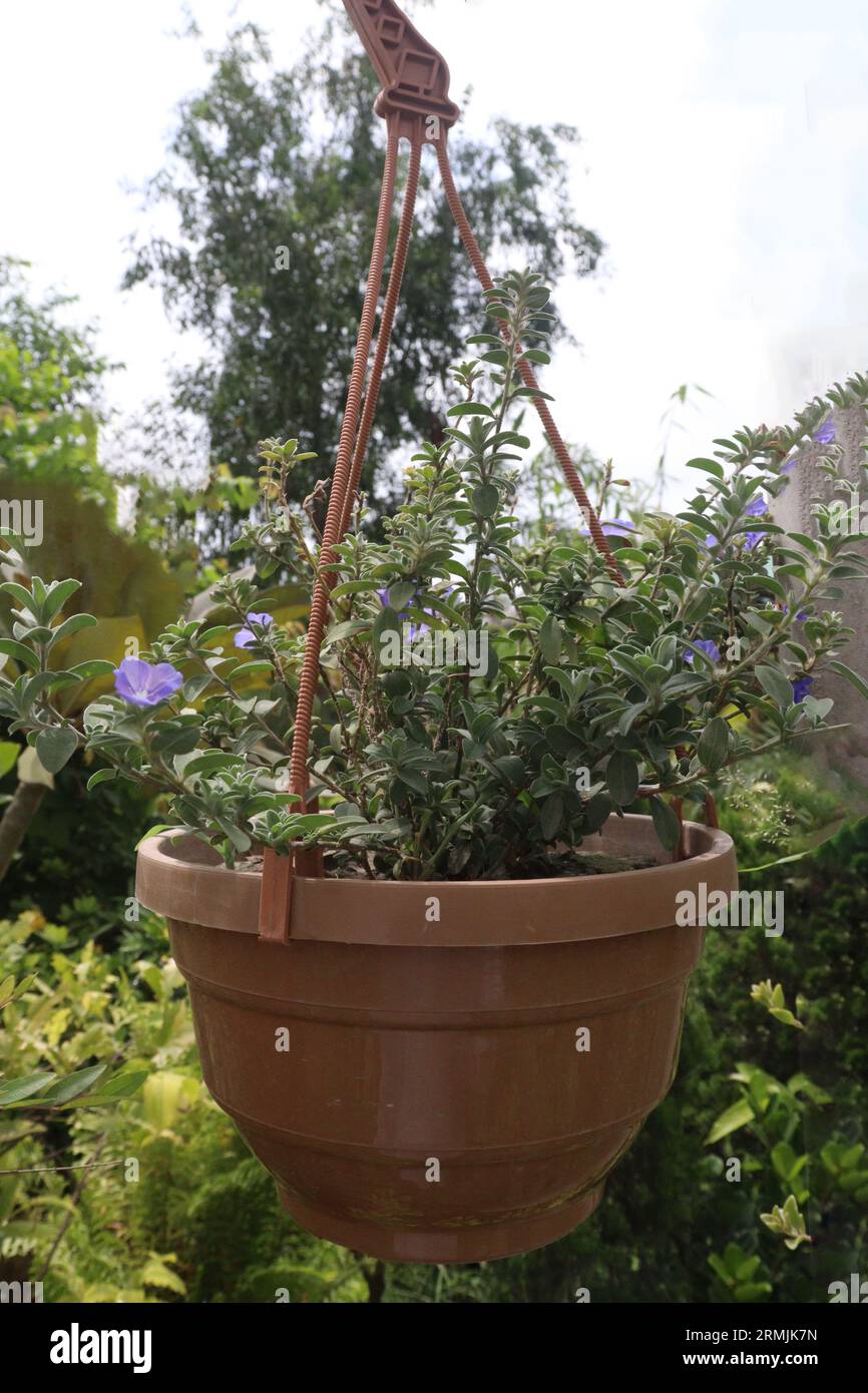Shaggy dwarf morning-glory flower tree on hanging pot also called Evolvulus nuttallianusis traditionally used in Ayurveda for nootropic and psychotrop Stock Photo