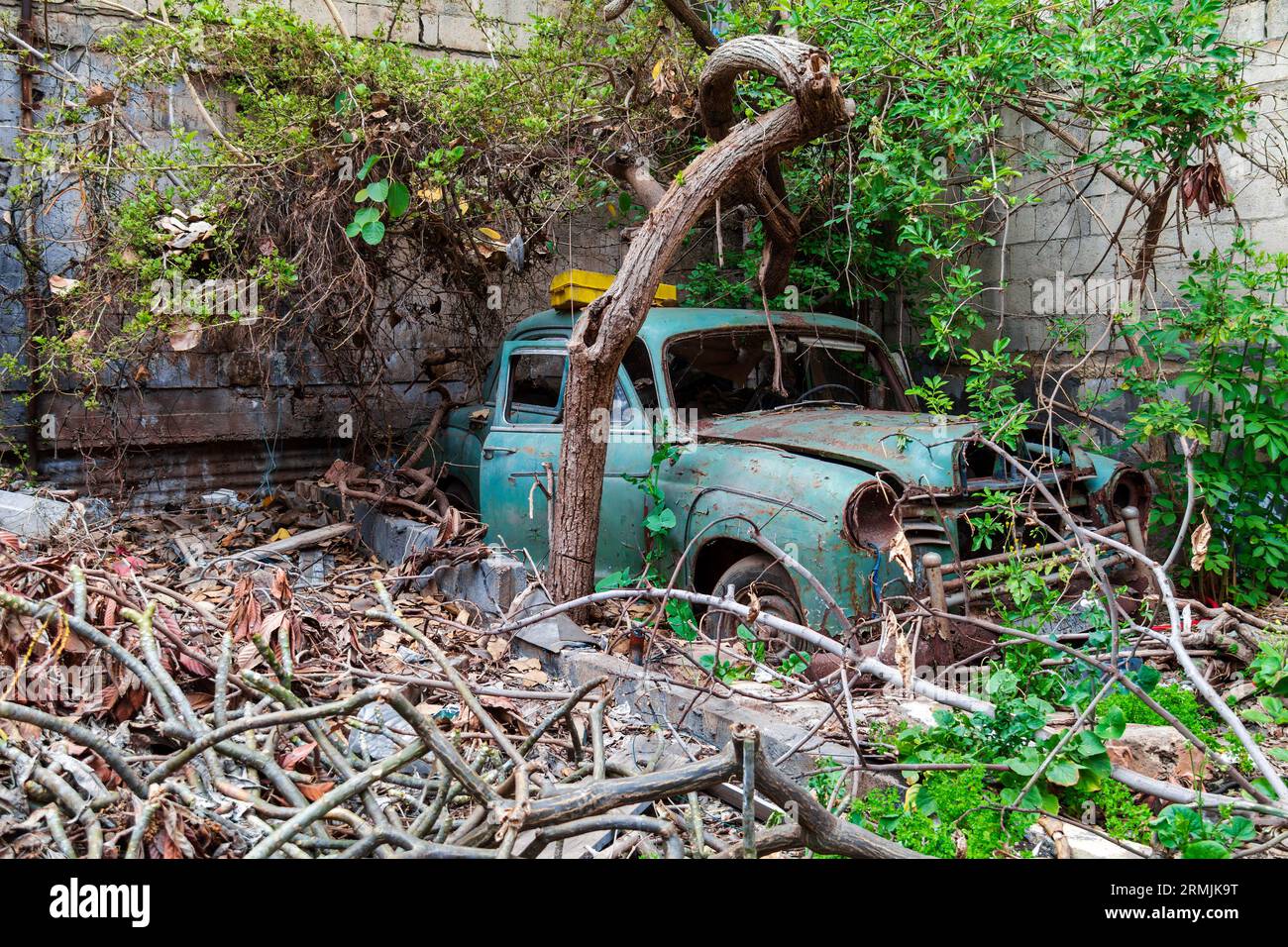 Old green vintage Mercedes-Benz W120 under a tree in a state of disrepair, with rusty paint, broken windows, and flat tires. Stock Photo