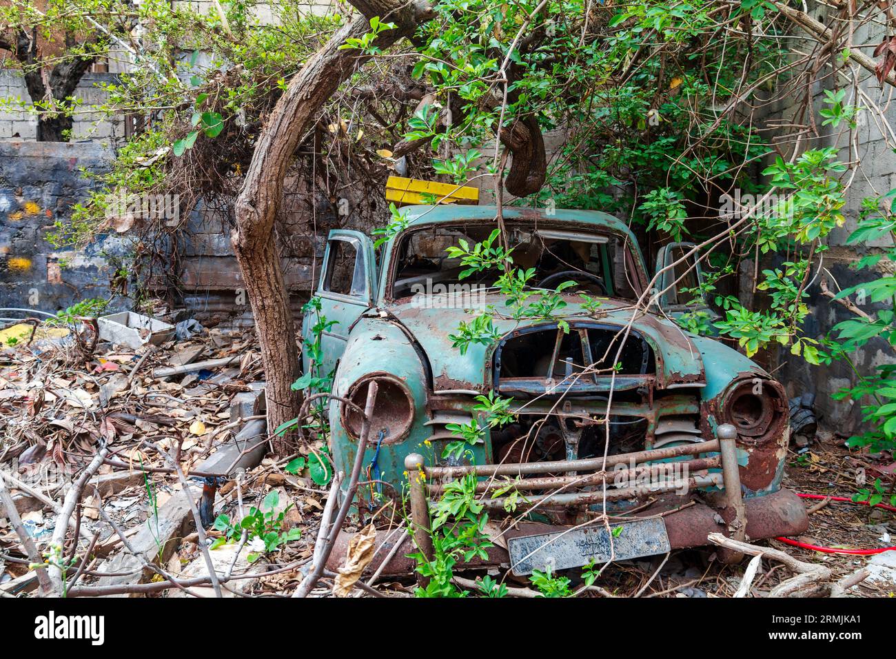 Old green vintage Mercedes-Benz W120 under a tree in a state of disrepair, with rusty paint, broken windows, and flat tires. Stock Photo