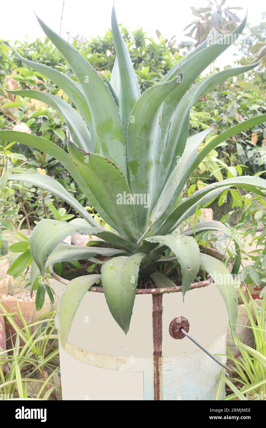 foxtail agave leaf plant on pot in farm for sell are cash crops Stock Photo
