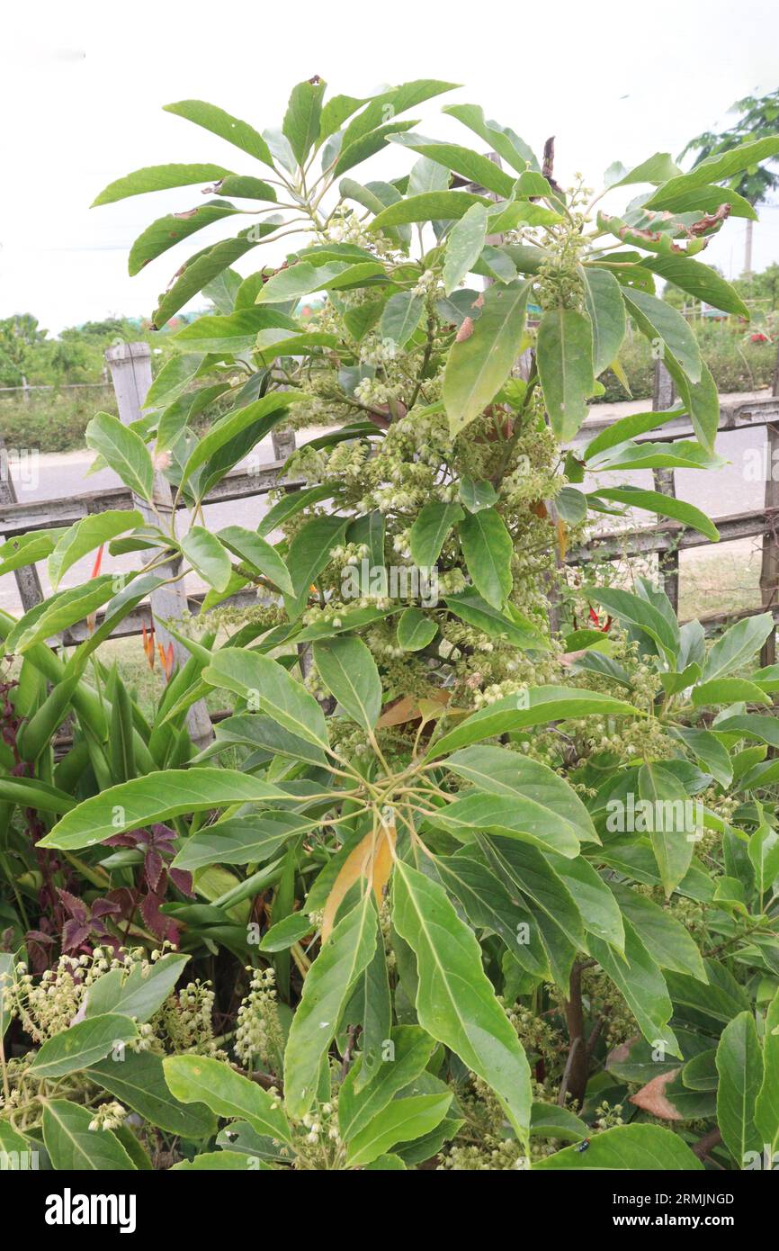 elaeocarpus serratus also called Ceylon olive on farm for harvest are cash crops Stock Photo Alamy