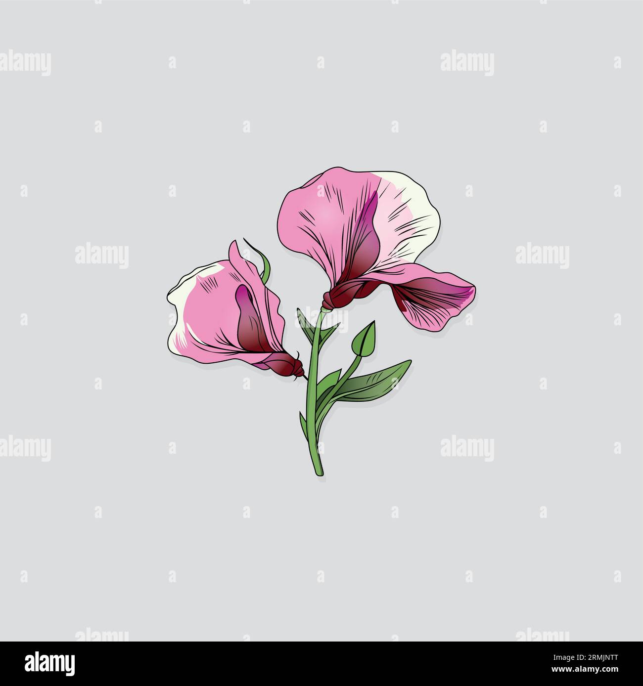 Types of Flower vector outline on a white Background Stock Vector