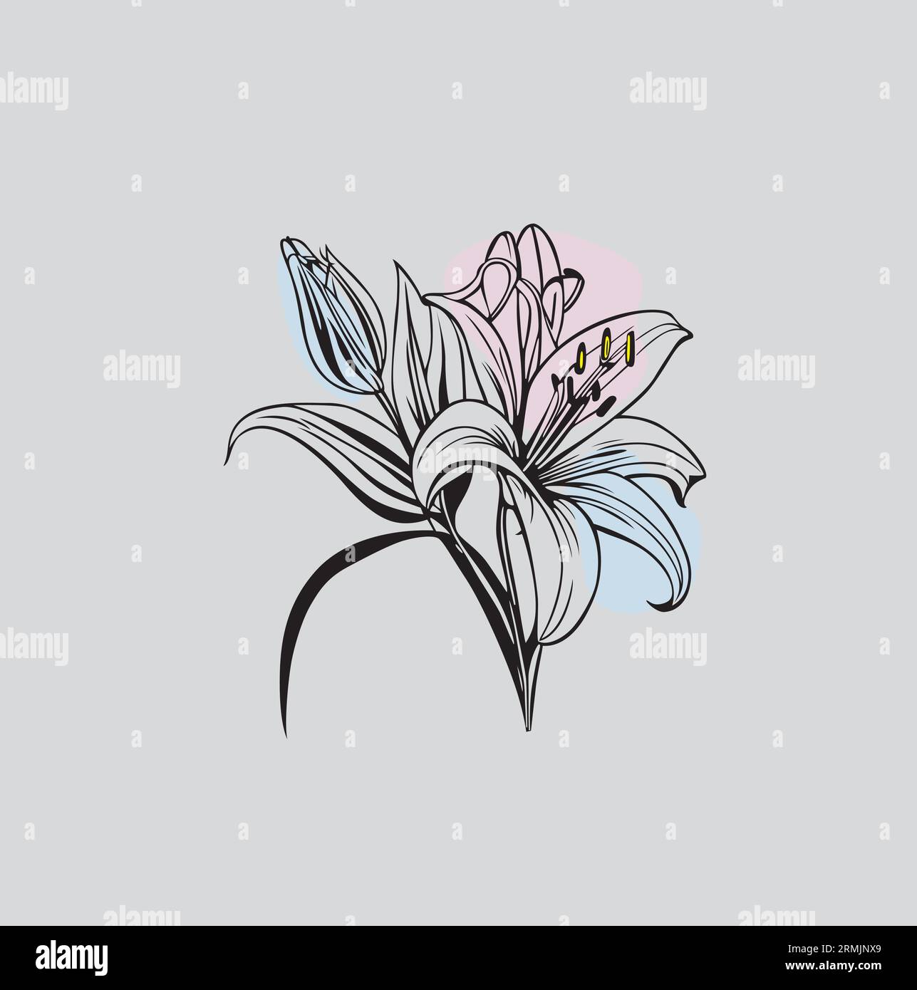 Lily Flower, outline lily flower white background Stock Vector Image