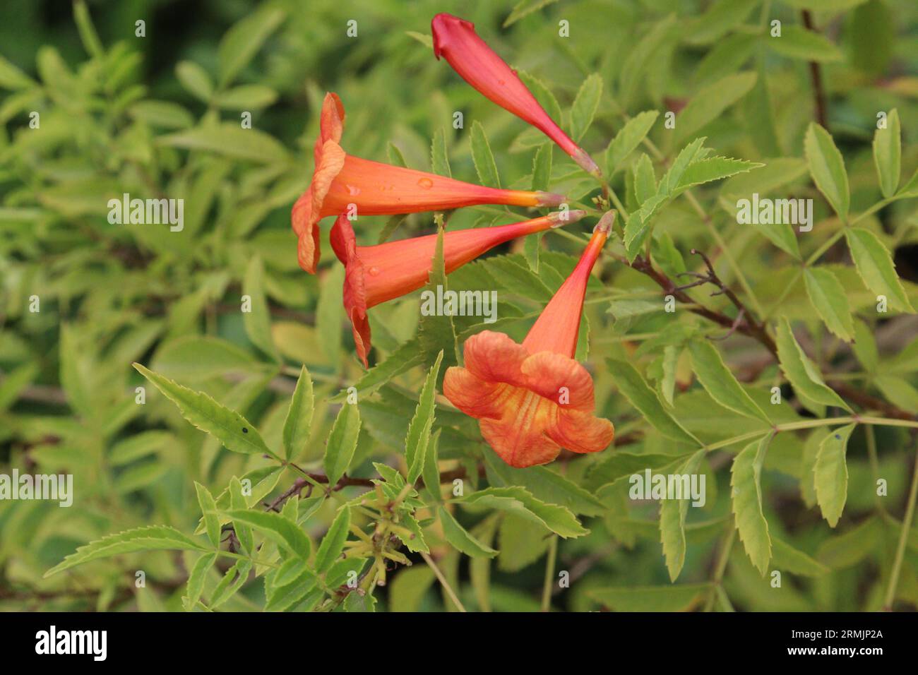 Trumpet vine is used to treat menstrual disorders, rheumatoid pain, and