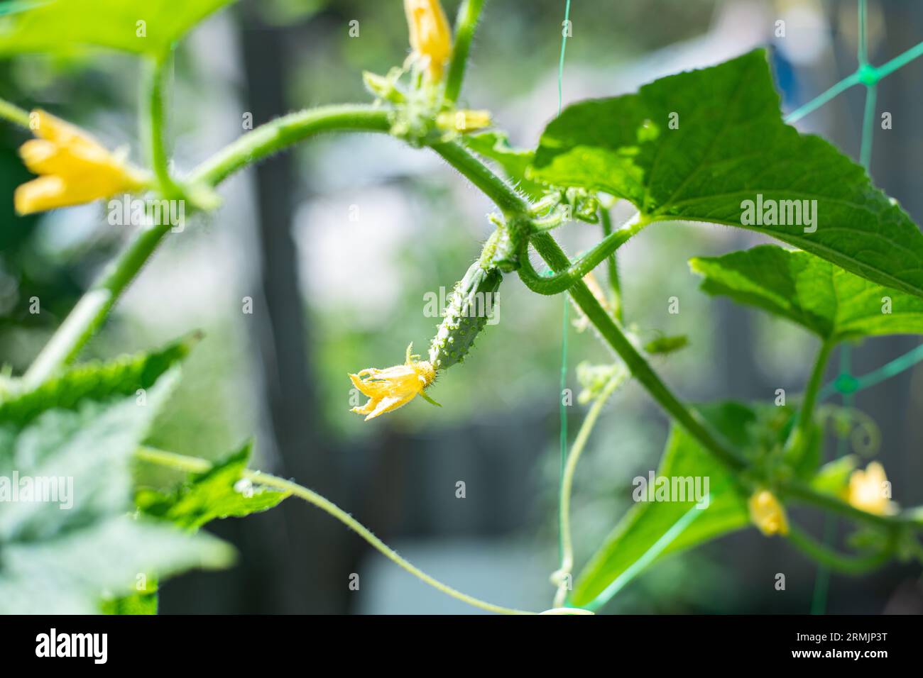 Organic cucumbers cultivation. Young cucumbers with yellow flowers