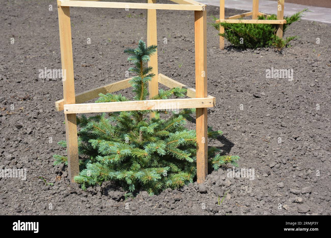 Planting blue spruce seedlings. Growing blue spruce Picea pungens in the  garden. Stock Photo