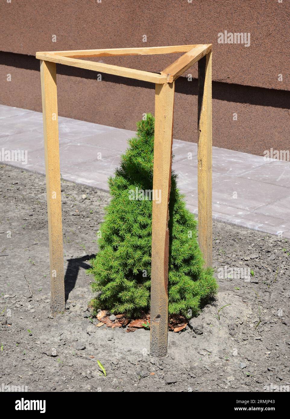 Planting picea glauca 'Conica' near house wall. Picea glauca Conica grows slowly and evenly. Stock Photo