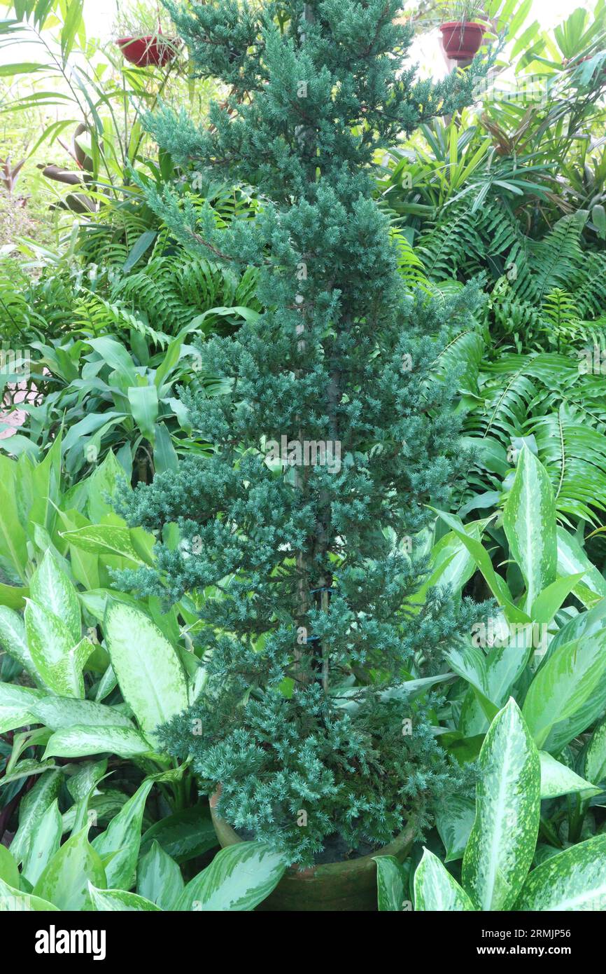 Sawara cypress tree on farm for sell are cash crops Stock Photo