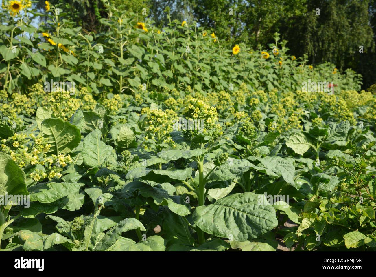 Growing tobacco plants. Nicotiana Rustica, or Aztec tobacco is blooming