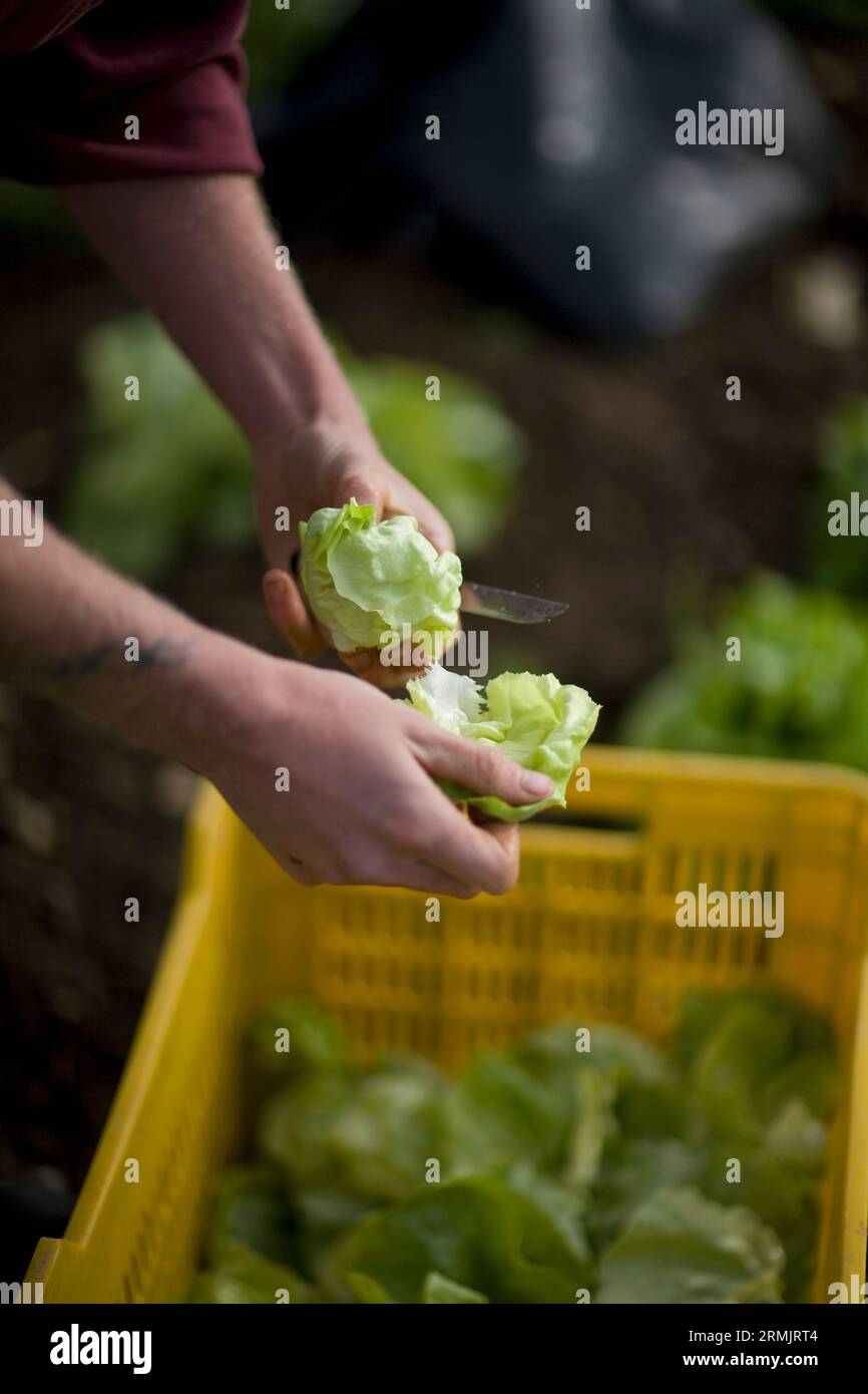 Close up of farmer's hands cutting lettuce with knife Stock Photo Alamy