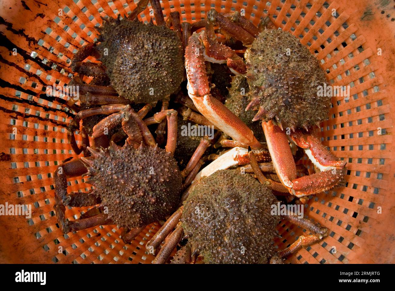 Crab basket hi-res stock photography and images - Alamy