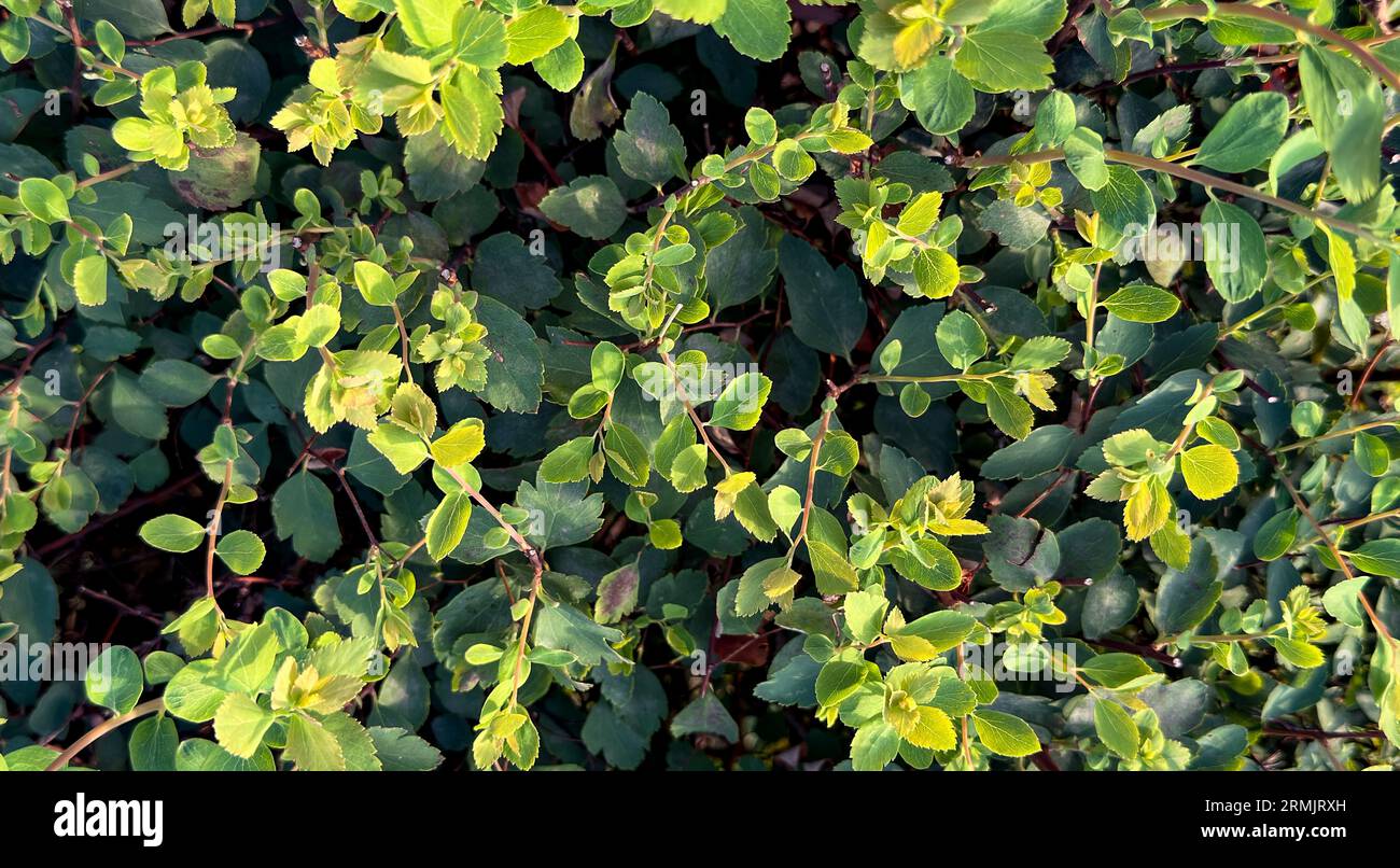 Green leaves background. Greenery pattern. Bushes. Stock Photo