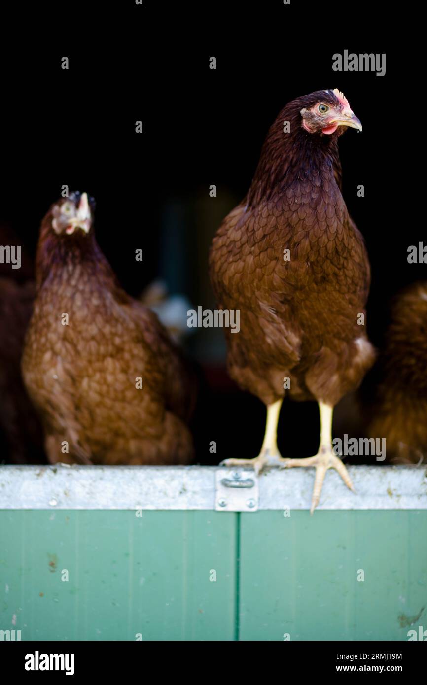 Chickens roaming in chicken run Stock Photo