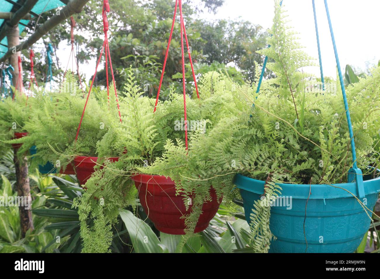 Nephrolepis Cordifolia (Tuber Ladder Fern) tree on hanging pot on farm for sell are cash crops Stock Photo