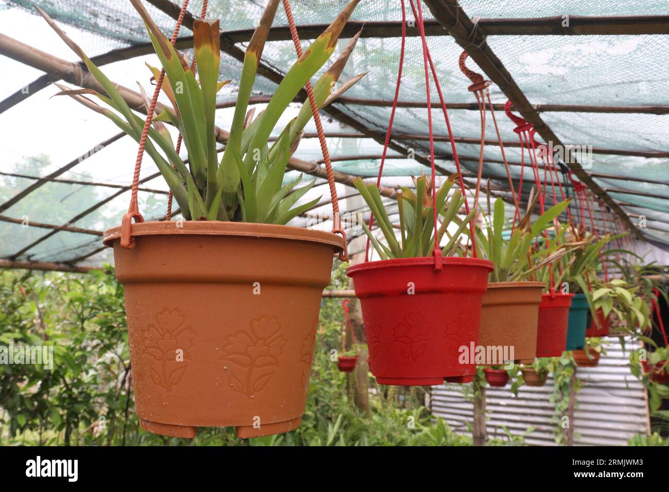 Catopsis berteroniana plant on hanging pot in farm for sell are cash crops Stock Photo