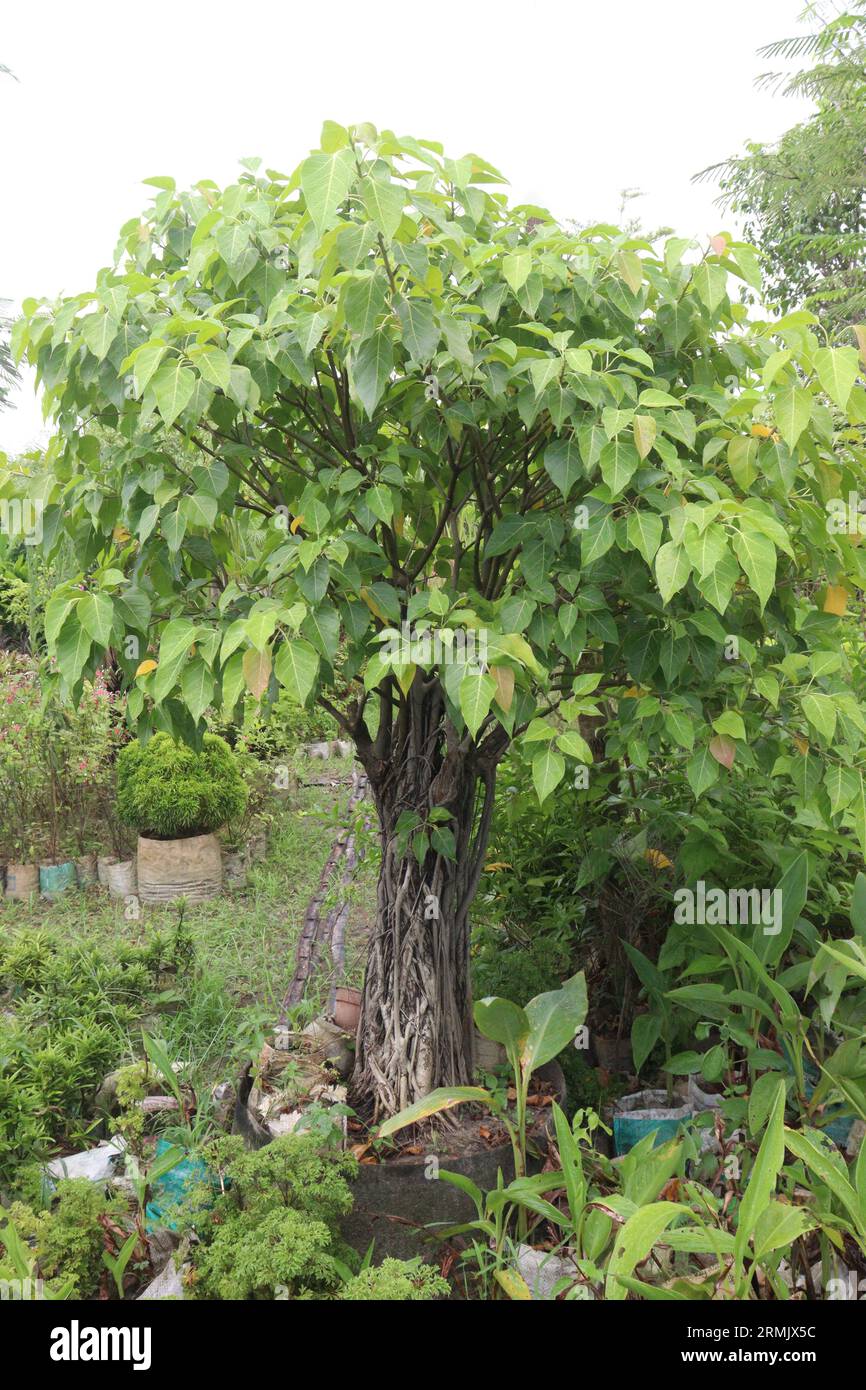 Sacred fig tree on farm It helps in reducing the elevated levels of