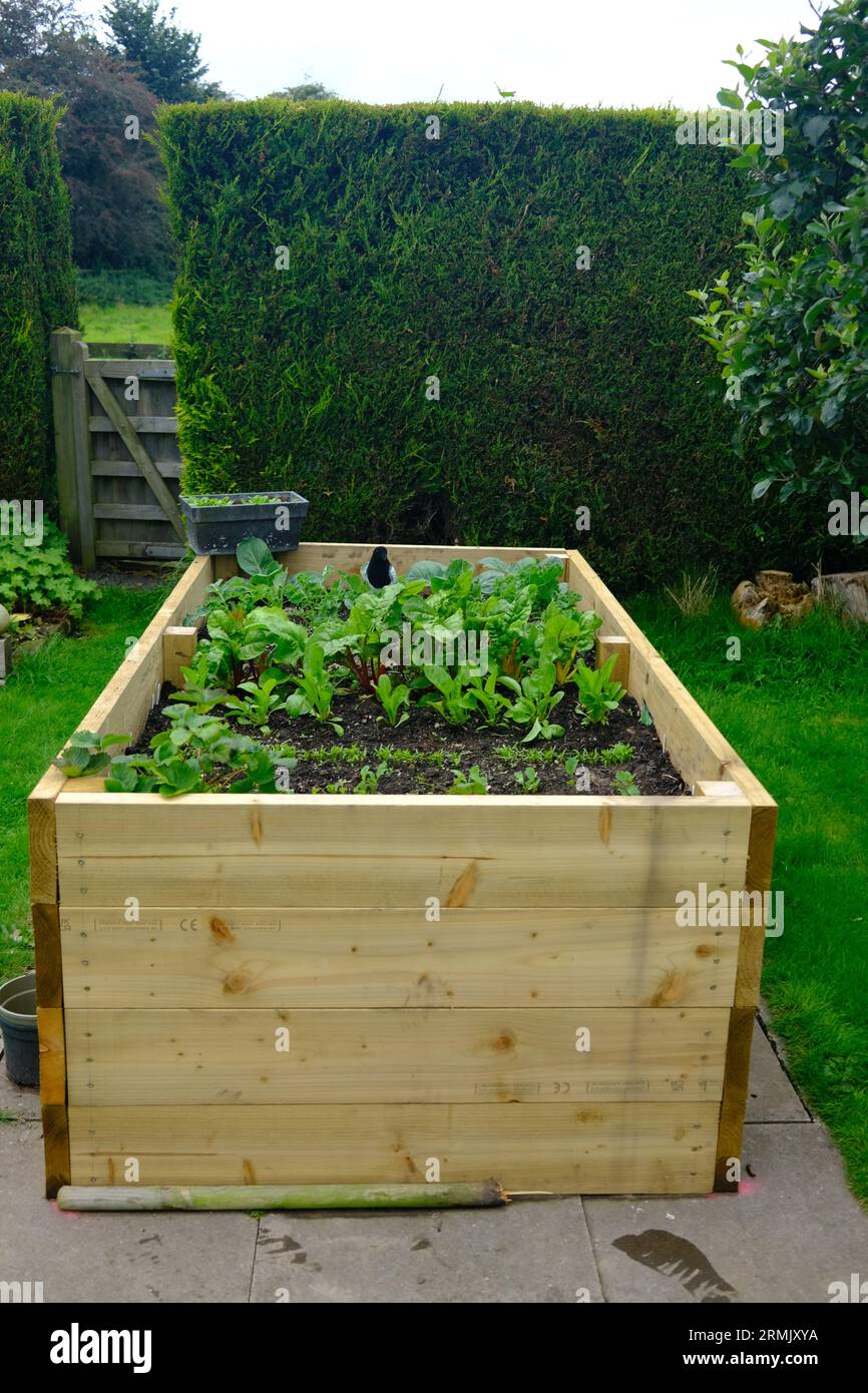 Raised Beds for growing Fruit, Vegetables, Salad and Herbs. Better for people with limited mobility. Both in a commercial and domestic garden. Stock Photo