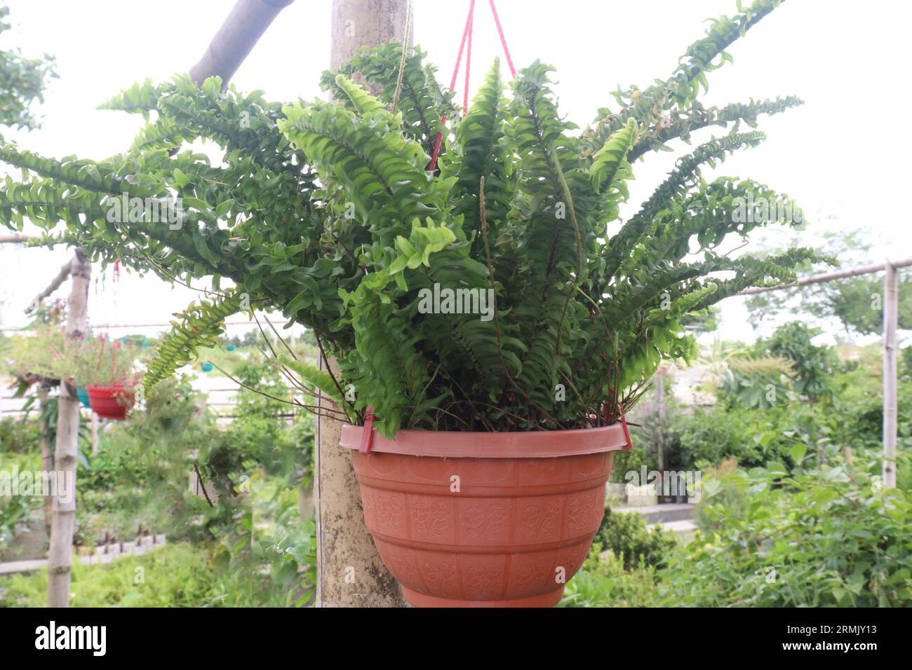 Nephrolepis exaltata tree on hanging pot in farm for sell are cash crops Stock Photo