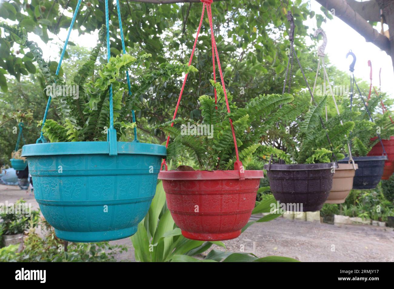 Nephrolepis exaltata tree on hanging pot in farm for sell are cash crops Stock Photo