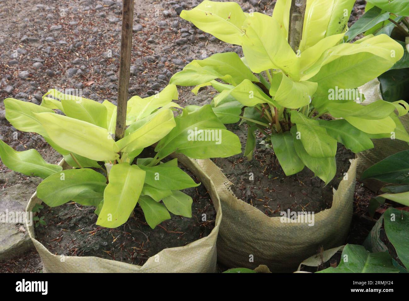 Philodendron Malay Gold leaf plant on farm for sell are cash crops Stock Photo