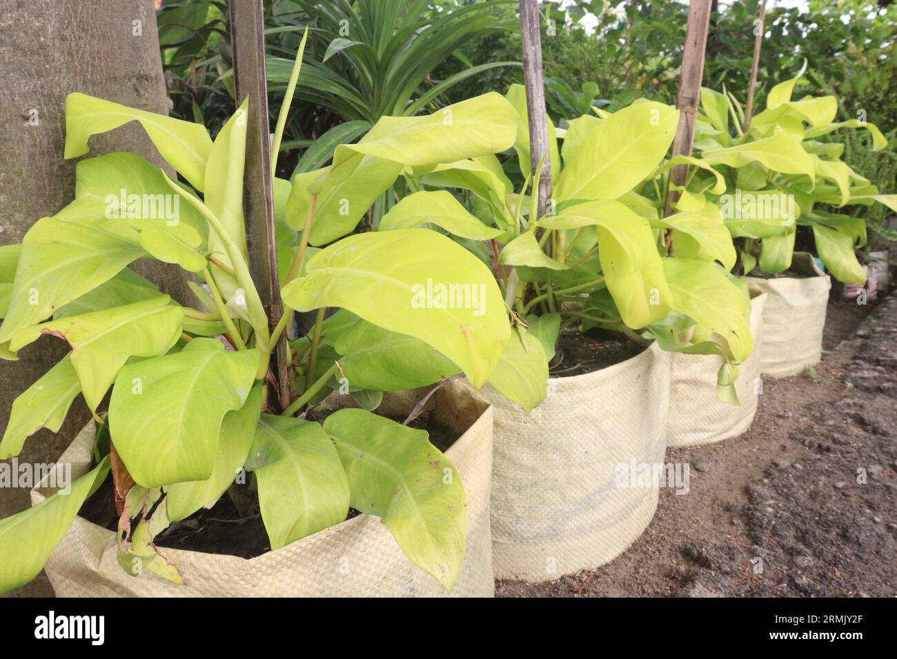 Philodendron Malay Gold leaf plant on farm for sell are cash crops Stock Photo