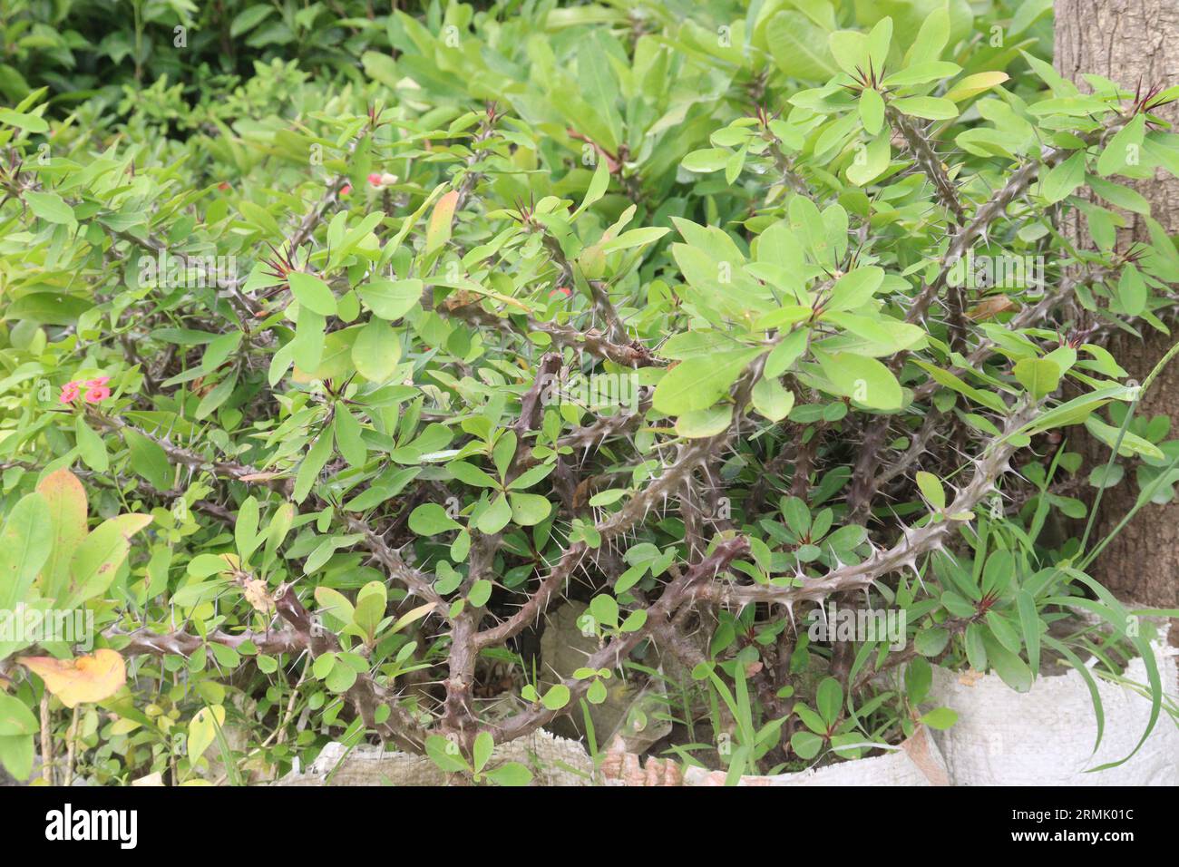 Crown-of-thorns flower tree on farm for sell are cash crops Stock Photo