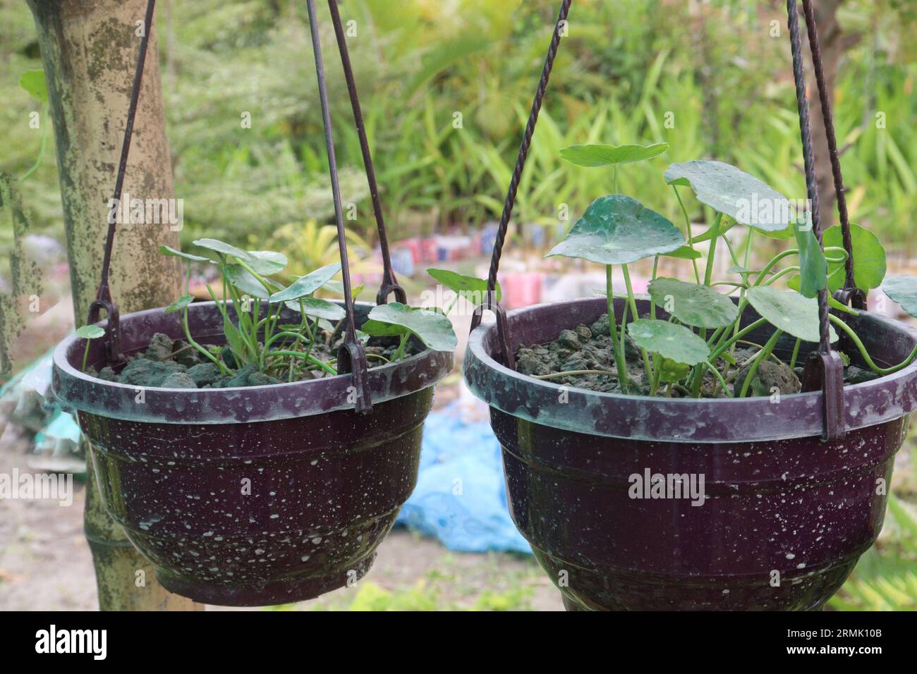 Hydrocotyle vulgaris plant Used for eczema and other dermatologic