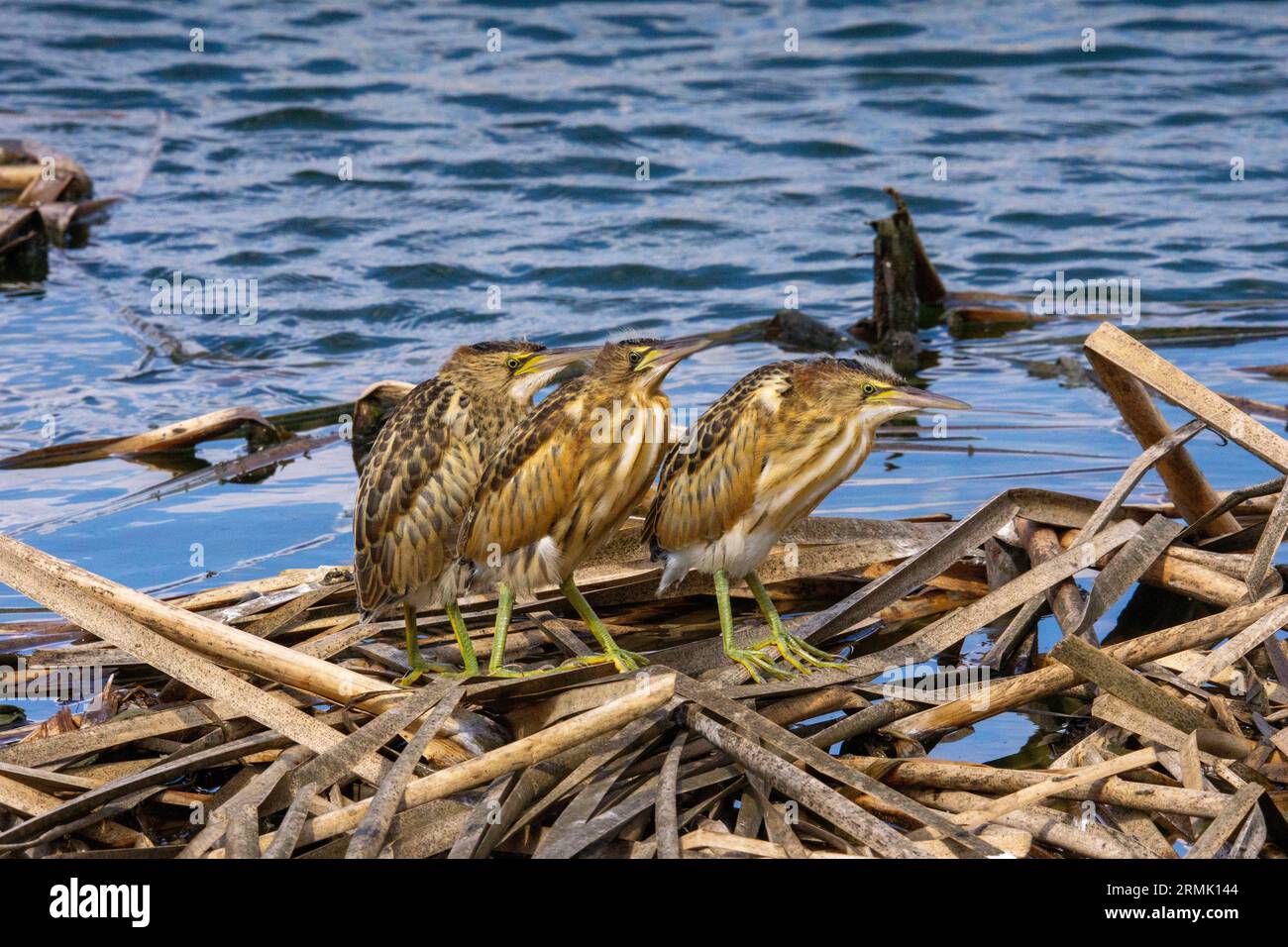 Little bittern (Ixobrychus minutus) fledglings and adult in a nest made ...