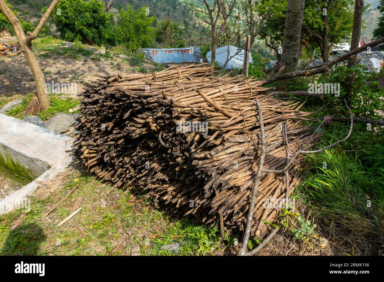 Gathered firewood stacks from forests by Uttarakhand villagers in the countryside of India. Sustainable resource collection amidst natural landscapes. Stock Photo